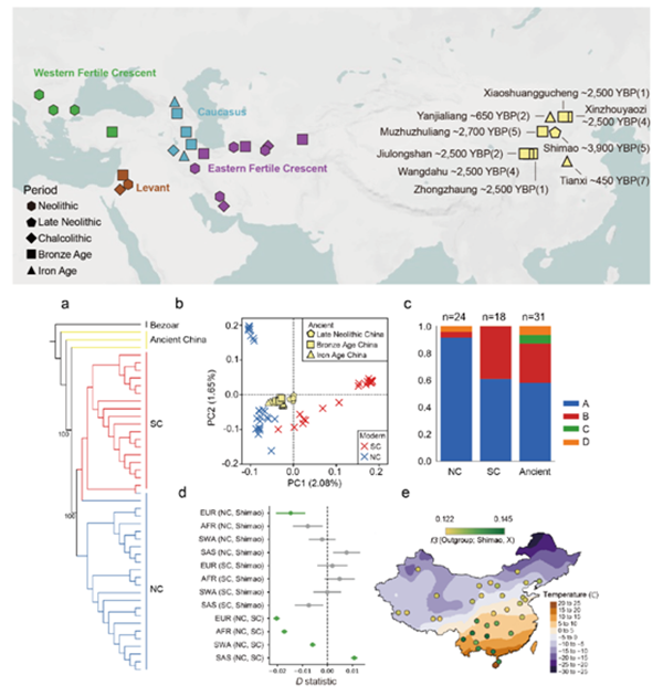 【科研新进展】（70）动科绿帽小说
利用古基因组揭示中国山羊演化历程 .png
