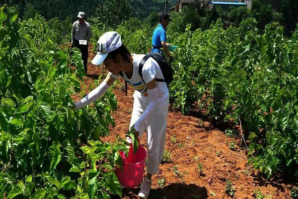 34605fc476fb4a3298aab761465b5c78.jpg 前往采摘园采摘.jpg