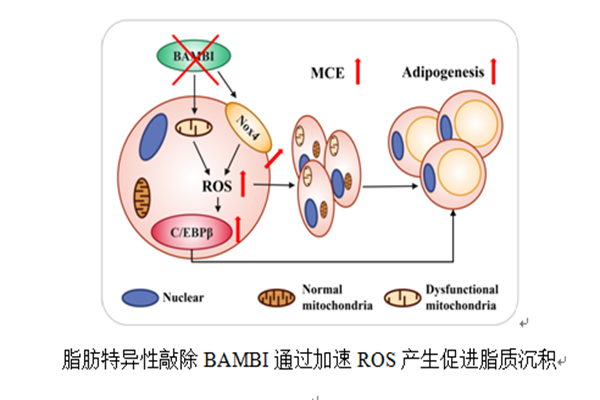 a63dca053d244281a3880d8a783a5103.png 图片1_副本.png
