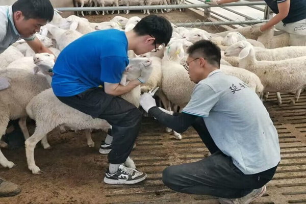 5b825ef975be46b58aa675a98b945280.jpg 服务队亲自参与奶羊养殖工作.jpg