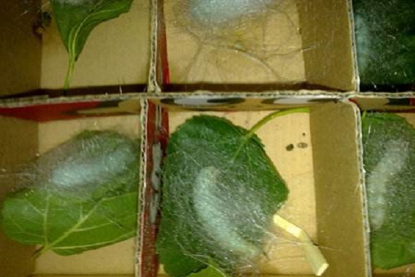 f928131d3e854b4583b7107328b9f8b3.jpg 蚕虫吐丝结茧过程.jpg