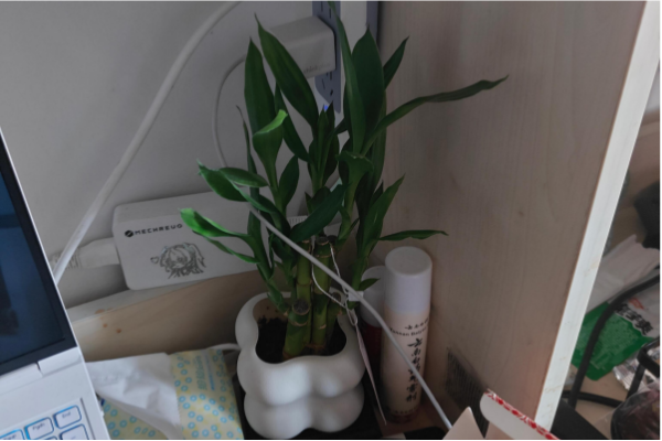 图一 匡俣豪与竹相伴.png